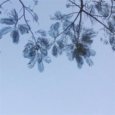 侍灵修改破解版下载